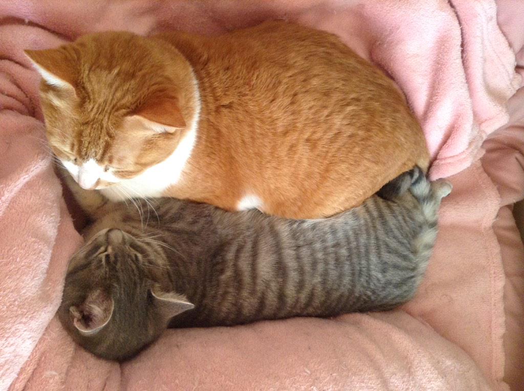 LoLovefunny's tweet photo. 猫団子というより猫サンド(^^) http://t.co/D73OCcMRC3"l