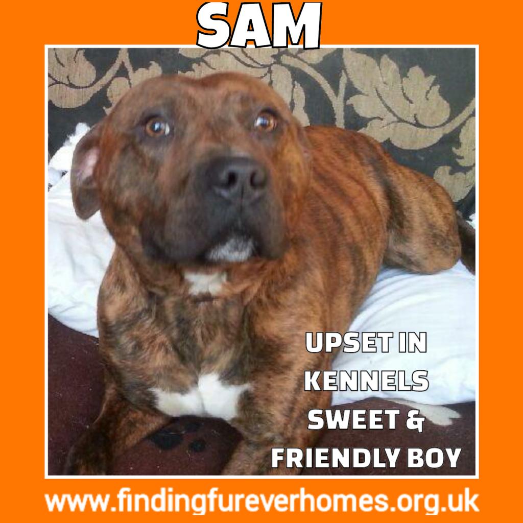 Nightowl400's tweet photo. Please can a beg an RT or 2 from u today, for the pups looking for love @NWDogRescue Help make a difference 💜 thanks! http://t.co/NcpPkQuWiT