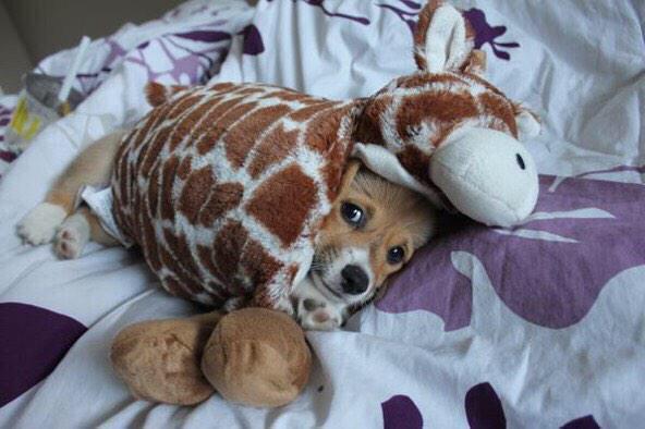 PetFession's tweet photo. "In case you're having a bad day, here's a picture of my puppy in a giraffe costume." http://t.co/s9Z05bh5kf
