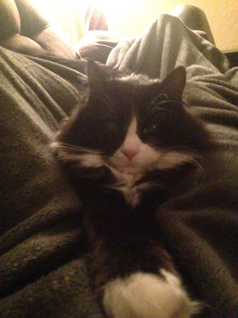 MerlinTheCat1's tweet photo. good morning furiends!! #HappyMonday http://t.co/MBS0JLwEiw