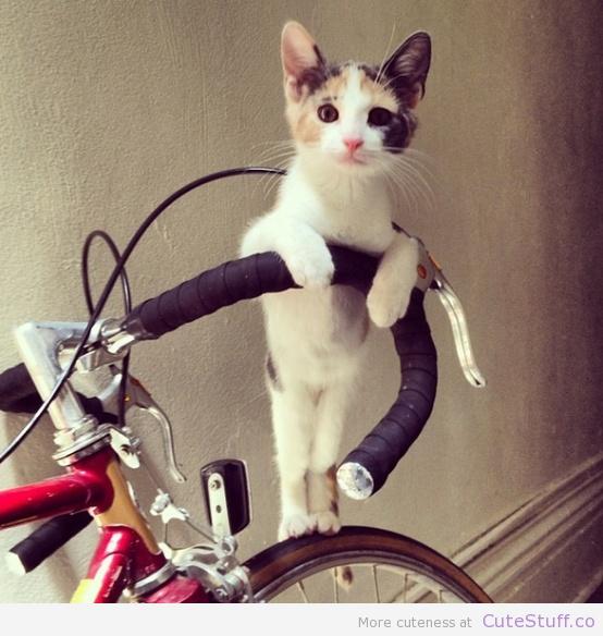 N'oubliez pas de soutenir l'émission <a href="/Dynamo_Lab/">Dynamo</a> sur <a href="/TVLabFrance4/">TVLab France 4</a> > france4.fr/emissions/tvla…