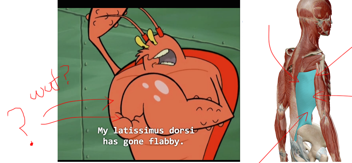 The only bulk Larry's building is a bulk of awful anatomy knowledge! Check yo'self brah #spongebob #medstudentprobs