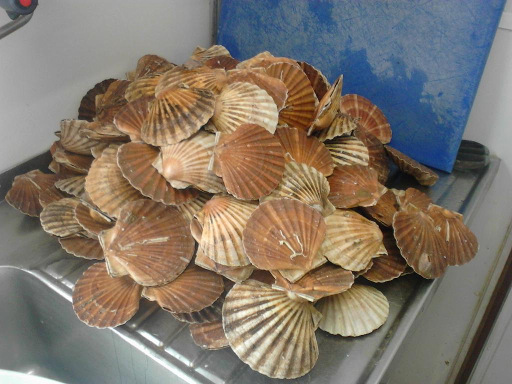 Just a few scallops !! Rt