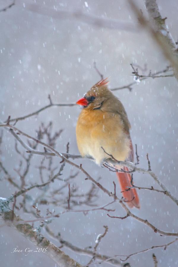 the 'Mrs.' by joanic123 - covergap.com/the-mrs-by-joa… #BackyardBirds #Birds #Cardinals #FemaleCardinals #Nature
