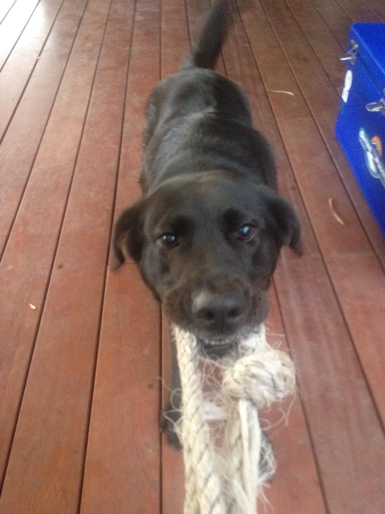 rayhorne71's tweet photo. #Blackdog going old school against #bigbrownbear http://t.co/hBIFQTFEii