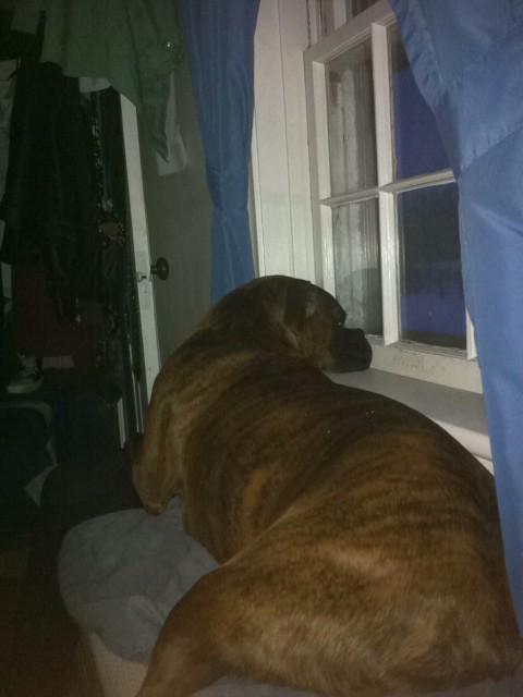 Tugboat_Spenny's tweet photo. Someone is sad mommy left #sadtoby #boxerdog #toby http://t.co/UNgeYP8dDP