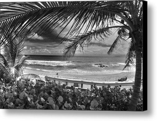 VortexGallery's tweet photo. New artwork for sale! - "Red Reef Palm" - http://t.co/nJI6ePQHt3 @fineartamerica http://t.co/jTXC8cedy8