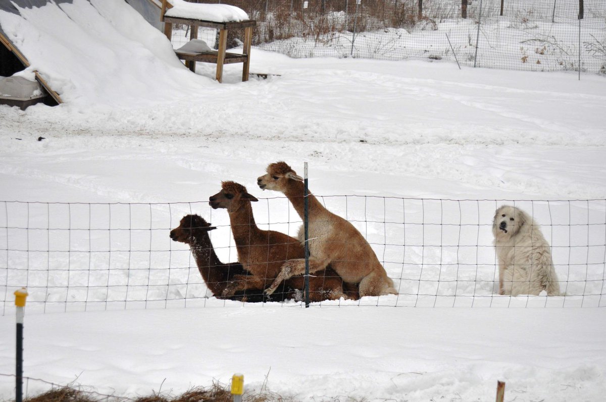 RyanJohnNelson's tweet photo. Some days you just feel like a dog at an alpaca orgy. http://t.co/wej1l68V2G