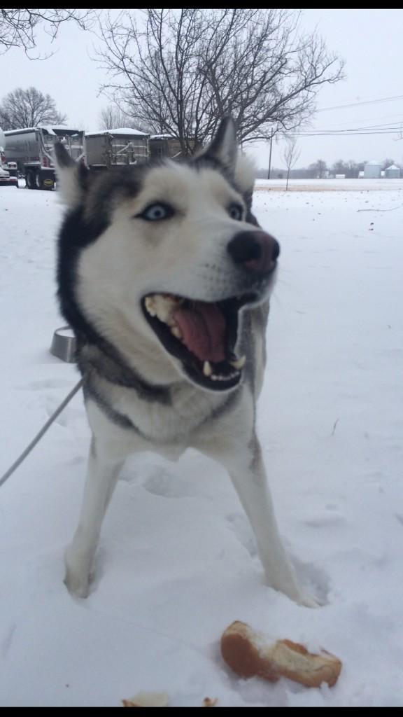 TherealKyleV's tweet photo. Ole goofy ass found a hot dog bun and took it outside http://t.co/50bJr0LwMR