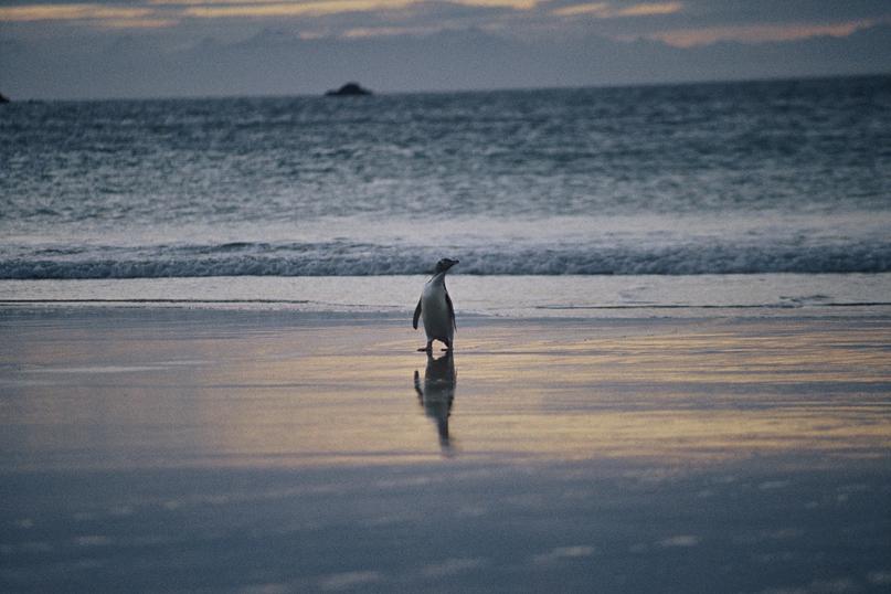 Boom! The <a href="/BLACKCAPS/">BLACKCAPS</a> are taking on Scotland in the #CWC15 in Dunedin—the backyard of the yellow-eyed penguin: