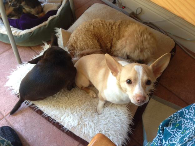 meganshappydogs's tweet photo. http://t.co/pBTKTKv7FH