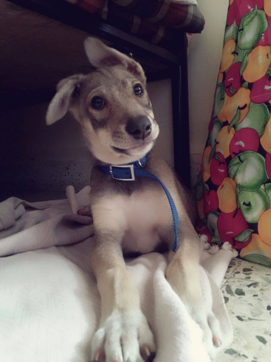 KayyTech's tweet photo. This handsome 3 month old baby boy needs a foster/forever home ASAP - potential pet parents please connect. RT #love http://t.co/9Li8sY1OBu