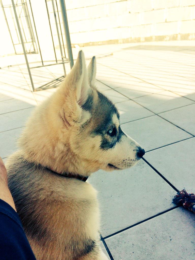 awpollo's tweet photo. I hear my daddy calling me but he's right next to me. #whistleblowing #flyingthing #mindblowing http://t.co/s6AbSMVeKh