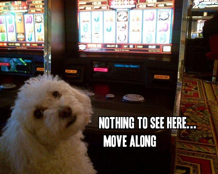 PreventiveVet's tweet image. To those attending #WVC2015 this week - learn lots (&amp;amp; have tons of fun)! #WhatHappensInVegas @WesternVet #Veterinary