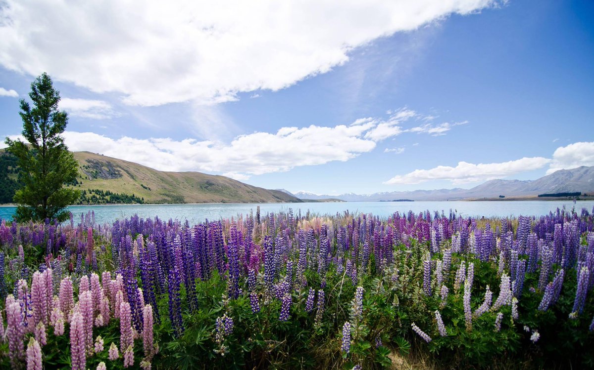 Lake Tekapo in New Zealand is a popular tourist destination with several resort hotels in the township. #TravelFacts