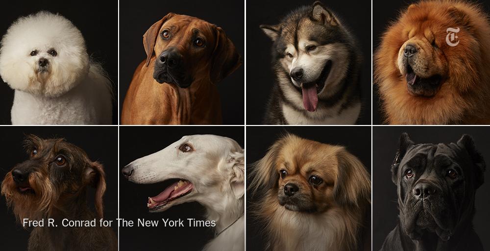 NYTSports's tweet photo. Can you match these #WestminsterDogShow dogs with their owners? Some are obvious: http://t.co/qoA4RT8HRL http://t.co/ee7pttrtgG