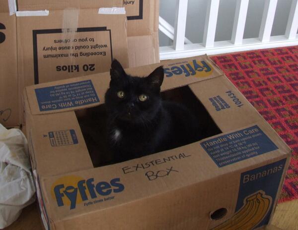 темы на компьютер my cats. рифмовки на английский алфавит. The cat is in the box. Cat is plotting to kill you. My cat is my valentine.