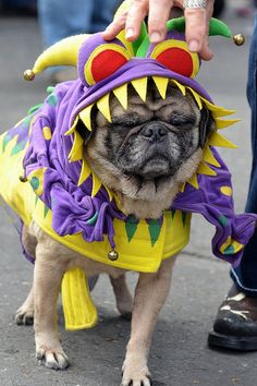 petpoint_ok's tweet image. ¿YO YA TENGO MI DISFRAZ Y VOS?
#FelizCarnaval