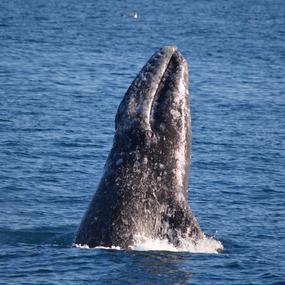 We still have room on our 3pm whale watching trip - weather is beautiful! Call us to reserve your spot! 562-983-6880