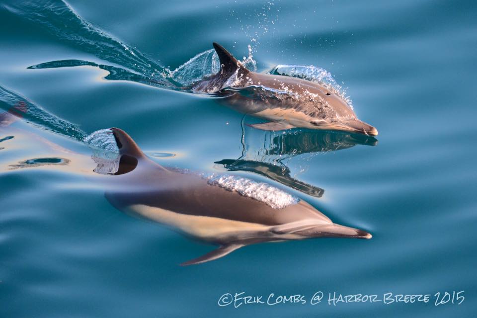 Join us at 3pm to see #whales in #longbeach 562-983-6880 Hurry before it sells out! #whalewatching #dolphins #breech