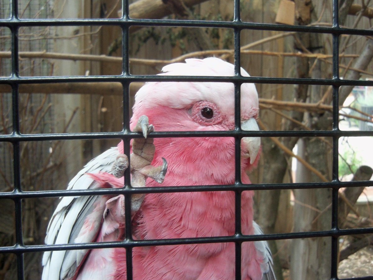 AkulaEcho's tweet photo. Say hello to Buddy, the most handsome Galah cockatoo in all the world! My best friend. <3 #GalahToo #Procaptivity http://t.co/Qq1P8nWBWw