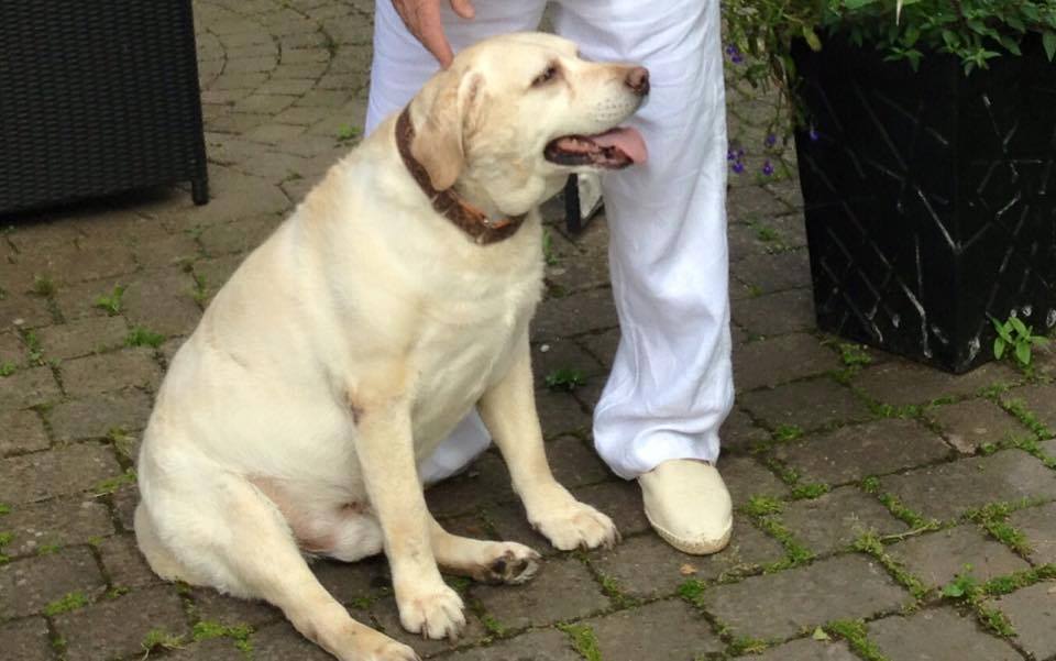 HilbraesDogs's tweet image. Watson lost from Penkridge area. Pls RT. Needs diabetes meds, must be found