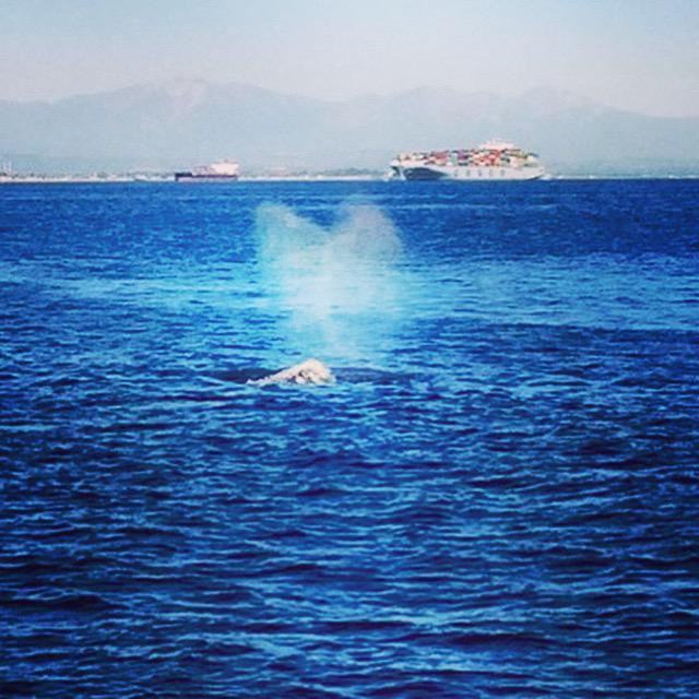 Taken 2/13 (credit:Lisa Marie Ives),looks like that whale was ready for Valentine's Day with it's heart-shaped spray!