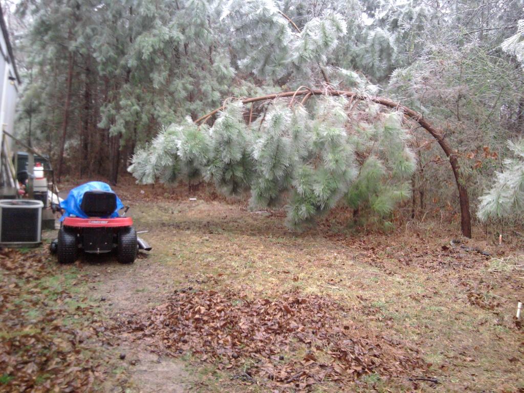 MiltyTheMiltMan's tweet photo. @simpsonwhnt Apparently this pine in Tuscumbia is part rubber tree! http://t.co/mwojhijYTi