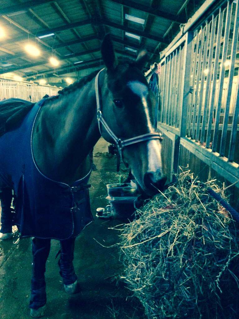 higbee_penny's tweet photo. Gemma 2nd for dressage xxxx http://t.co/d1PR2Mq1dN
