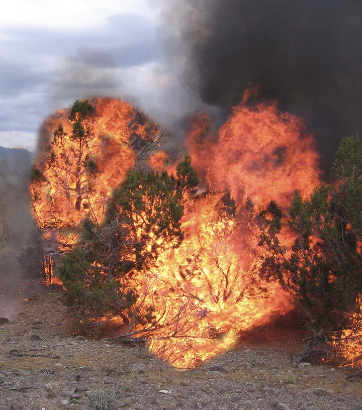 Burning love (digitally enhanced).
#sageSTEP #ScienceValentines #juniperexpansion