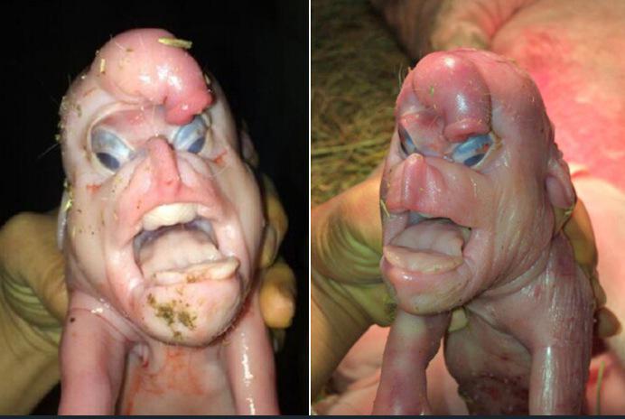 Ugly Penis Picture 65