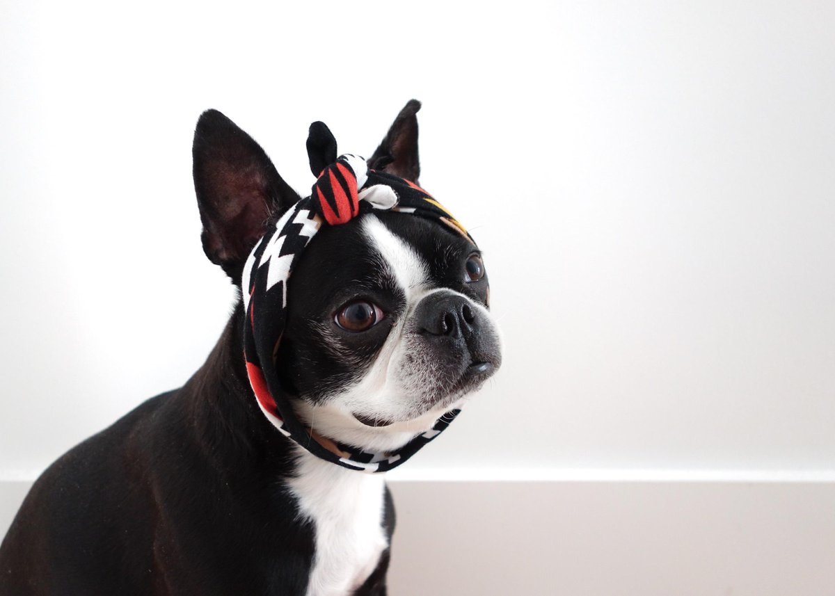 imprintlab's tweet photo. Looks like @lunasmydogcom like @shoprhyla headbands too! #shoprhyla #rhyla #bandana #headband http://t.co/qOva34ov7M
