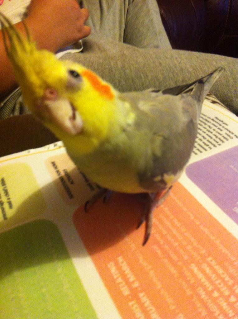cherylh1983's tweet image. Sorry Miss the bird has eaten my homework! #cockatiel #homeworkproblem