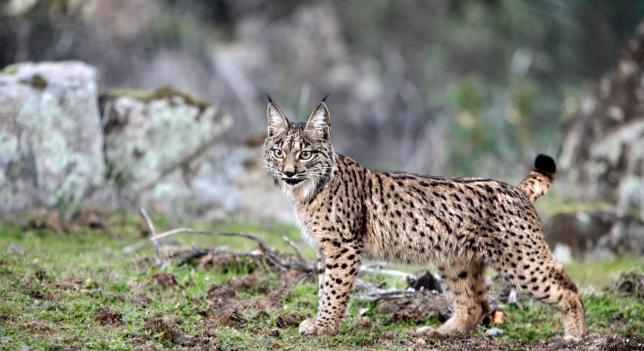 A3Noticias's tweet photo. Muere atropellado un lince ibérico en una carretera de Doñana http://t.co/J1TyupqSK5 http://t.co/FSSkIzgw64