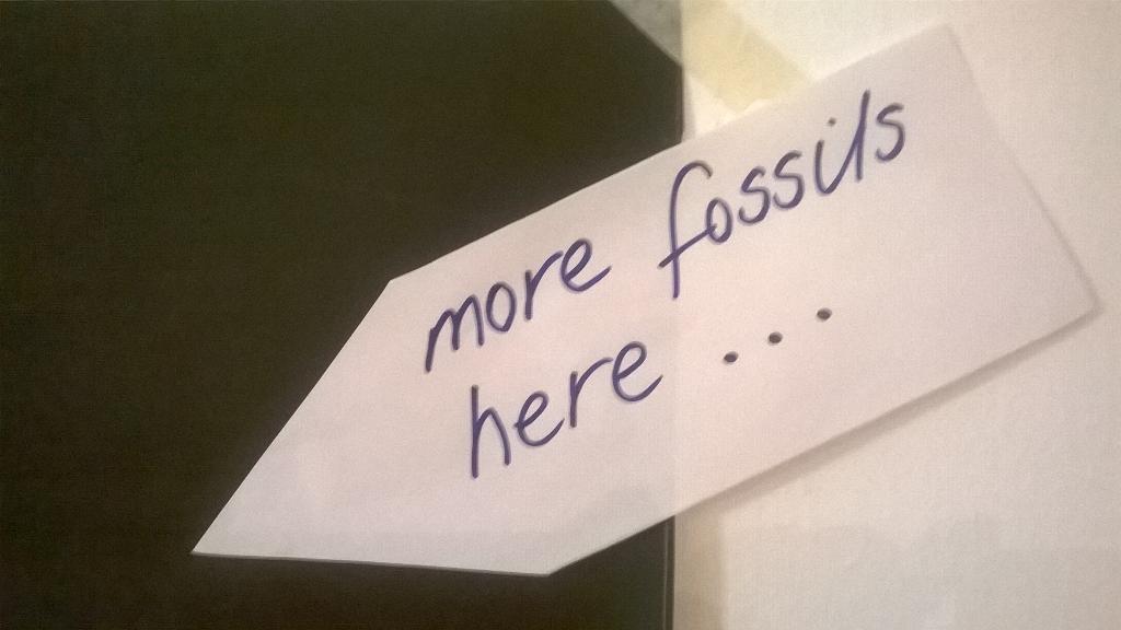 andreanhj's tweet photo. errr... what's next? #fossils #galleryinstall http://t.co/Ennhz8UKpA