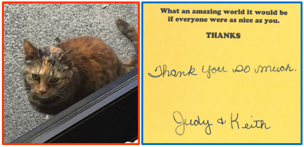 vantreo's tweet photo. An Insurance Brokerage caring for a stray cat and returning her home? Imagine how we'd take care of your insurance! http://t.co/X9MHIGmzqd