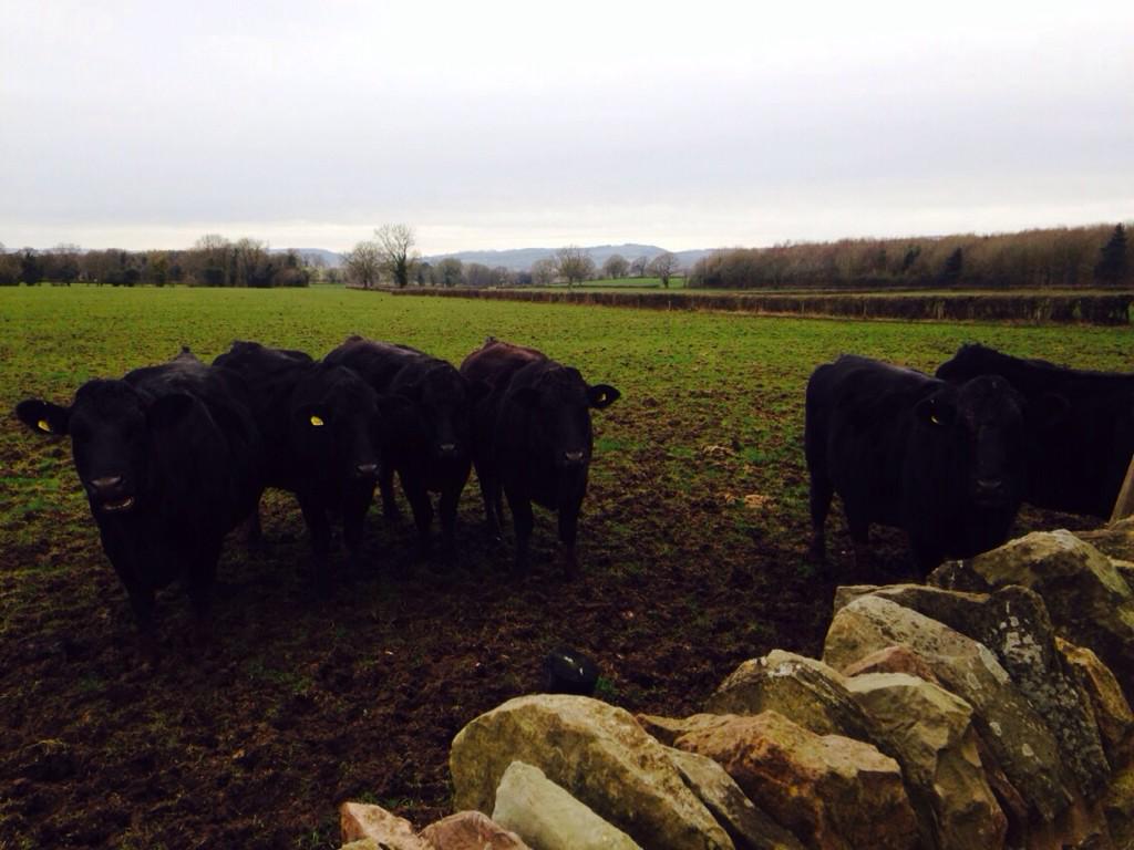 Our next door neighbours! #countryside #cows #moo #shropshire #beautiful
