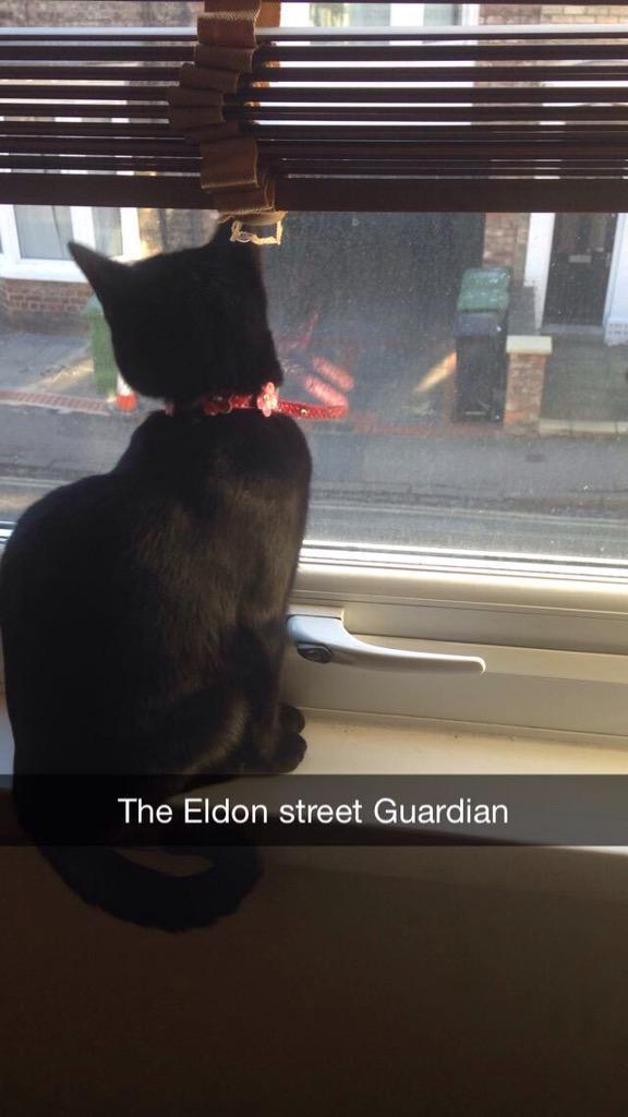 EldonTheCat's tweet photo. Back off bitches http://t.co/e729xiQbCG