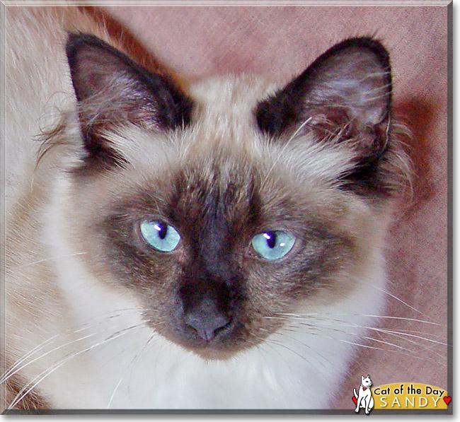 catoftheday's tweet photo. Monday's Cat of the Day is #dear Sandy, #Sacred Birman #love -read her tale
http://t.co/NbMjQxVQOq
#catoftheday #cats http://t.co/Jz3GsSSUqm