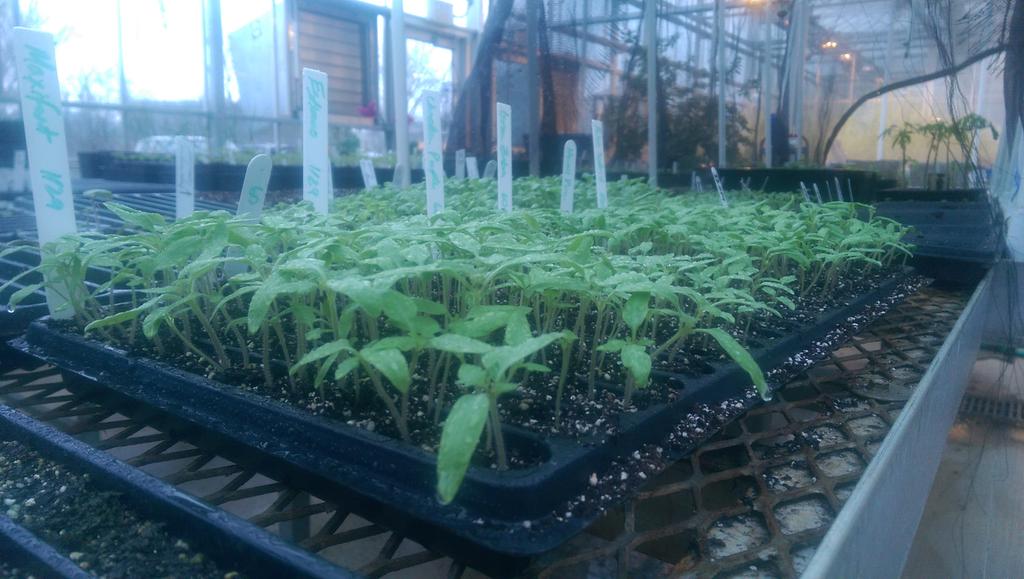 utgardens's tweet photo. @utkplsc Tomato seedlings have sprouted. Plant propagation students will be using them soon! #utkplsc http://t.co/NMGXP20H52
