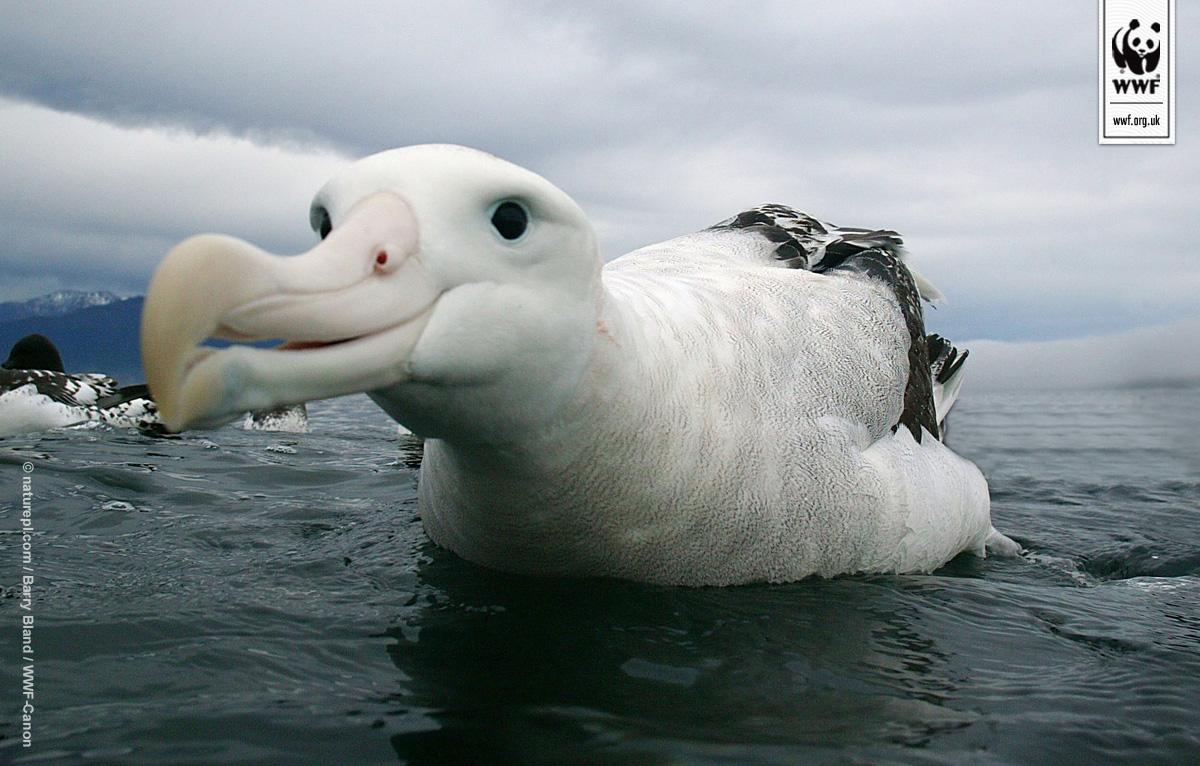 wwf_uk's tweet image. 15 of the world's 22 albatross species are threatened with extinction #StateOfThePlanet