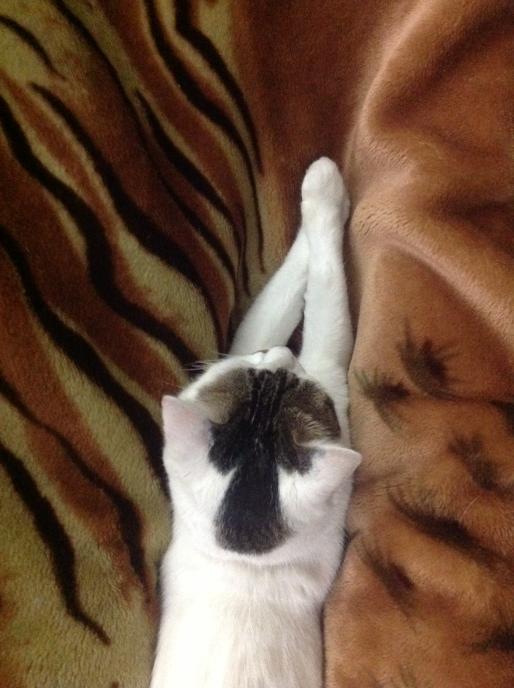 taslimanasreen's tweet photo. The philosopher is resting in between my legs. http://t.co/gPT4LuR5wy