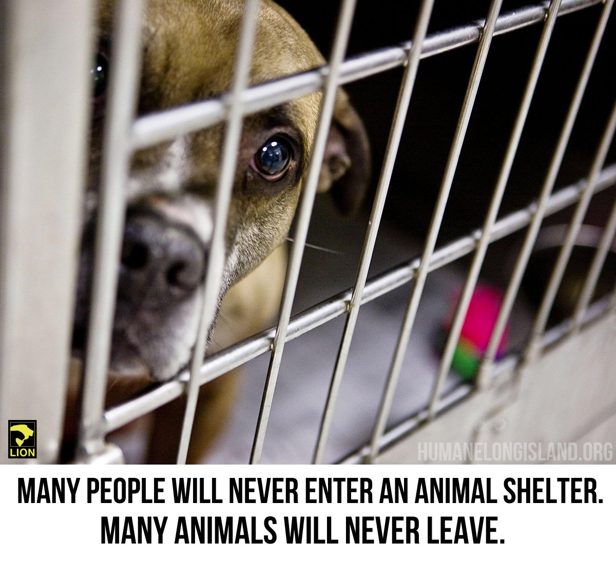 DuckDefenders's tweet photo. Many people will never enter an animal shelter; many animals will never leave. #adoptdontshop http://t.co/L6IpKAZNSU