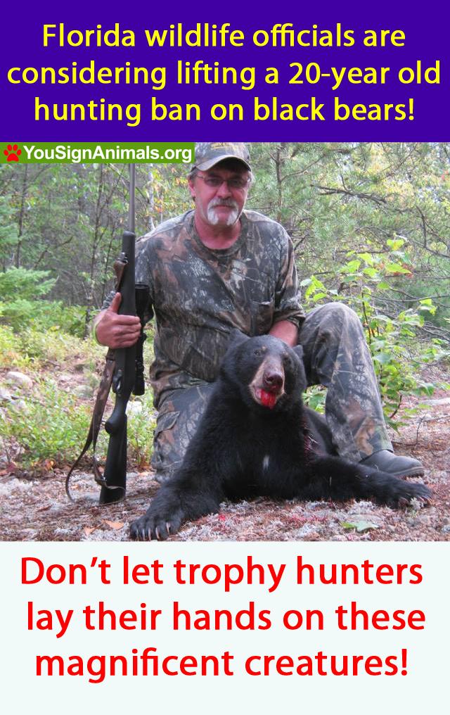 MandulaMike's tweet photo. “@Protect_Wldlife: Florida considering lifting ban on Black #Bear hunting!http://t.co/673GCyzB6S http://t.co/cKu1q8PD1V” #nrt255