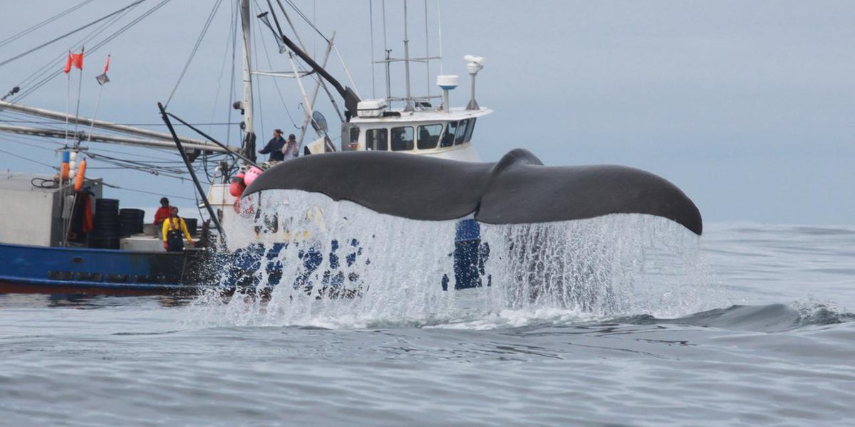 OceanChampions's tweet photo. #SpermWhales find an easy meal on Alaskan #fishing boats. 
http://t.co/3rUAKLrAjd http://t.co/X3y8hdD5MG