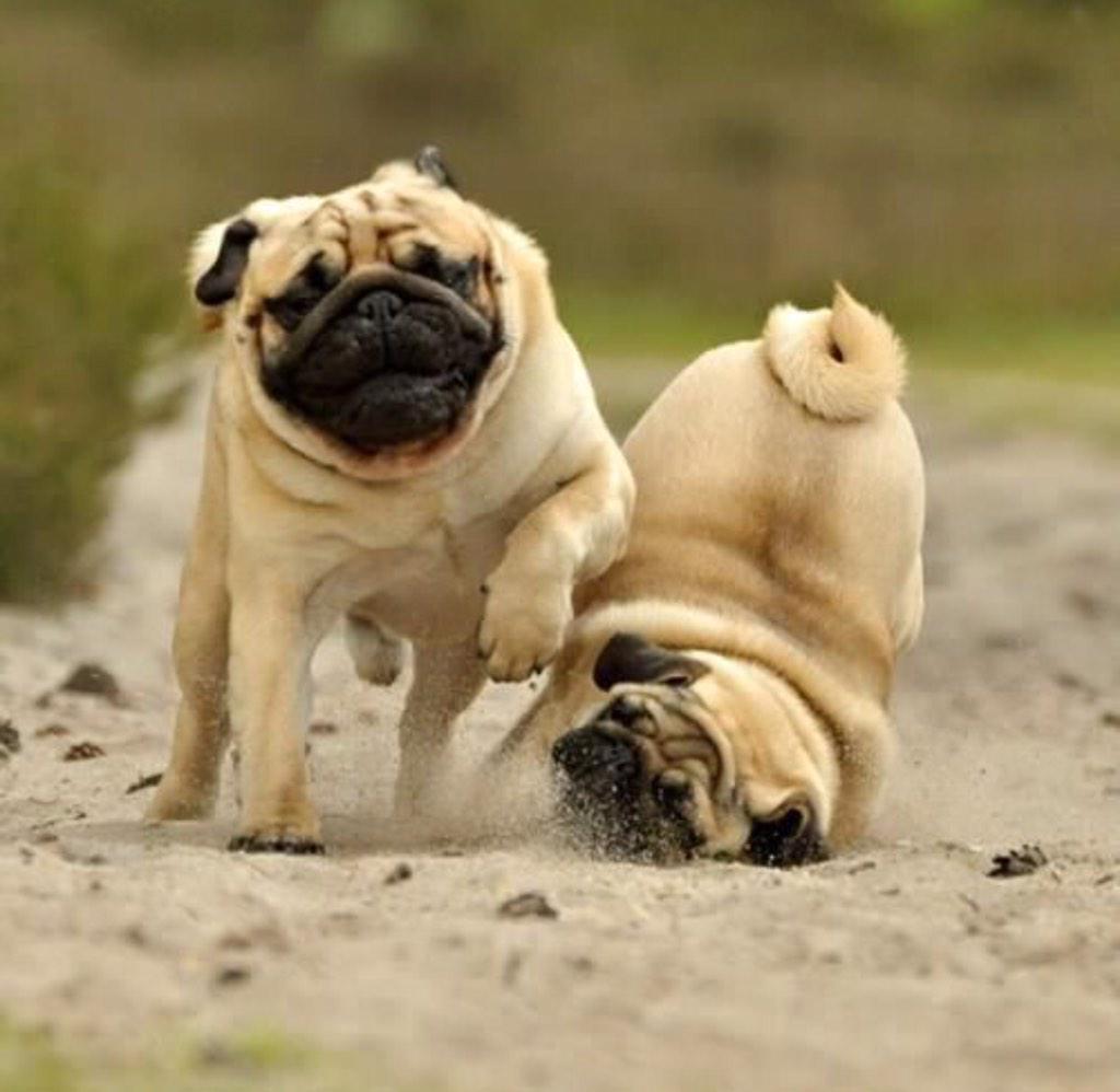 Pugsfordays's tweet photo. Monday... http://t.co/IwmfVccnRX