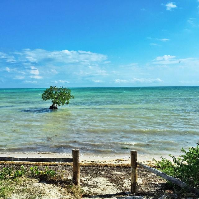 WatsonsWander's tweet photo. I could look at this view all day. Oh wait...I just did. #oceanside #paradise #FloridaKeys #FloridaStatePark #longk… http://t.co/kvEavqvHsI