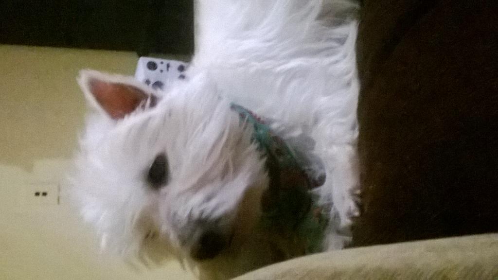 cheerlanding's tweet photo. This is my dog 🐶 name angel http://t.co/zPLNAhx3Zq