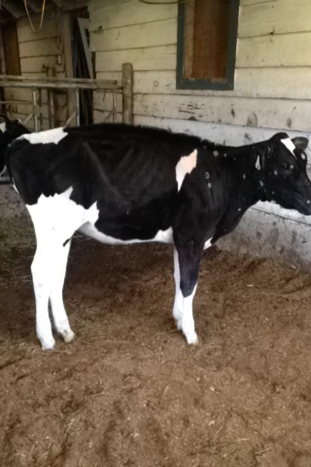 MRypma's tweet photo. Just keeps getting better with time! #Reginald #ravens #fancyfancyfancy! @Semex http://t.co/rX96wq6q5d