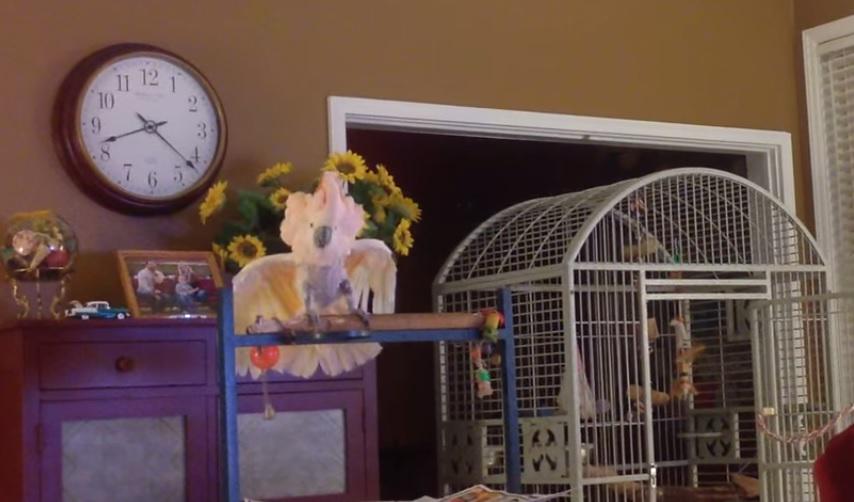 This parrot won't stop reenacting its owners' divorce ind.pn/1z1oLuL